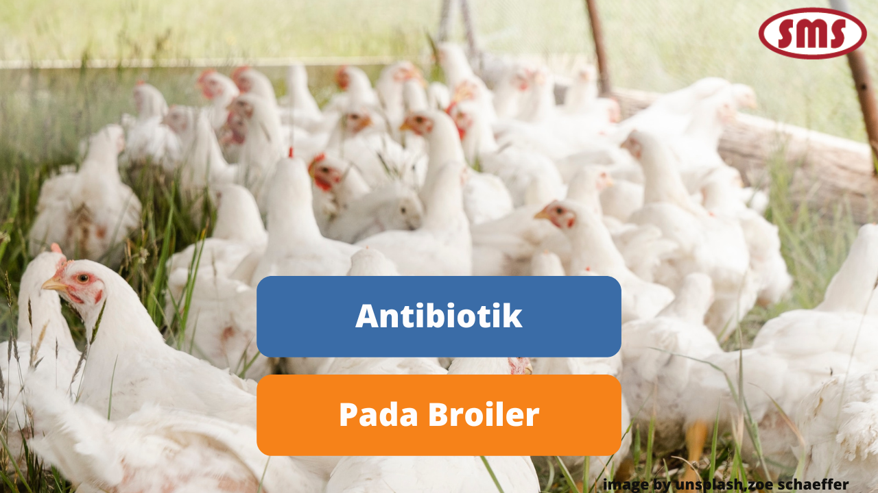 Penggunaan Antibiotik Dalam Peternakan Ayam Broiler